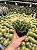 Echinocactus grusonii - Duplo - Pt11 - Imagem 3