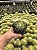 Echinocactus grusonii - Trio - Pt11 - Imagem 1
