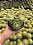 Echinocactus grusonii - Trio - Pt11 - Imagem 2