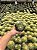 Echinocactus grusonii - Trio - Pt11 - Imagem 3