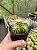 Echinocactus grusonii - Colônia c/5 - Pt11 - Imagem 2