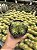 Echinocactus grusonii - Colônia c/5 - Pt11 - Imagem 1