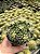 Echinocactus grusonii - Colônia c/ 8 - Pt11 - Imagem 1
