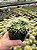 Echinocactus grusonii - Colônia c/ 8 - Pt11 - Imagem 3