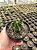 Astrophytum ornatum nudum Pt11 - Imagem 1