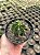 Astrophytum ornatum nudum Pt11 - Imagem 2