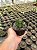 Astrophytum ornatum nudum Pt11 - Imagem 3