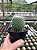 Mammillaria pico Pt11 - Imagem 1