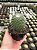 Mammillaria pico Pt11 - Imagem 4