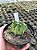 Astrophytum ornatum nudum variegata - ONV001 - Pt11 - Imagem 1