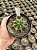 Astrophytum ornatum nudum variegata - ONV001 - Pt11 - Imagem 2