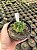 Astrophytum ornatum nudum variegata - ONV001 - Pt11 - Imagem 3