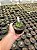 Astrophytum ornatum nudum variegata - ONV001 - Pt11 - Imagem 4