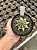 Astrophytum ornatum variegata - OV001 - Pt11 - Imagem 1