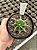 Astrophytum ornatum variegata - OV002 - Pt11 - Imagem 3