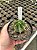 Astrophytum ornatum variegata - OV002 - Pt11 - Imagem 1