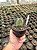 Astrophytum myriostigma variegata - AMV001 - Pt11 - Imagem 2
