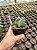 Astrophytum myriostigma variegata - AMV001 - Pt11 - Imagem 3
