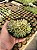 Sinocrassula densirosulata Pt11 - Imagem 1