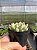 Echeveria parva x lindsayana Pt11 - Imagem 4