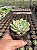 Echeveria parva x lindsayana Pt11 - Imagem 3