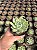 Echeveria parva x lindsayana Pt11 - Imagem 2
