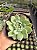 Echeveria parva x lindsayana Pt11 - Imagem 1