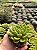 Echeveria gilva Pt11 - Imagem 1
