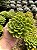 Echeveria gilva Pt11 - Imagem 2