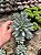 Pachyphytum hookeri Pt11 - Imagem 1