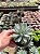 Pachyphytum hookeri Pt11 - Imagem 2