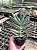 Crassula falcata (folha fina) Pt11 - Imagem 1