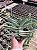 Crassula falcata (folha fina) Pt11 - Imagem 2