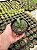 Pata de Tartaruga - Adromischus cooperi Pt11 - Imagem 1