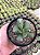 Pata de Tartaruga - Adromischus cooperi Pt11 - Imagem 2
