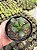 Pata de Tartaruga - Adromischus cooperi Pt11 - Imagem 3
