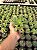 Aeonium kiwi Pt11 - Imagem 4