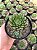Echeveria scorpion Pt11 - Imagem 1