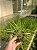 Agave palito - Agave geminiflora Pt11 - Imagem 1