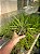 Agave palito - Agave geminiflora Pt11 - Imagem 2