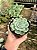 Echeveria atlantis Pt11 - Imagem 1