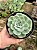 Echeveria atlantis Pt11 - Imagem 2