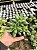 Diamante - Pachyphytum compactum Pt11 - Imagem 2