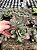Kalanchoe humilis Pt11 - Imagem 2