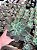 Echeveria blue waves Pt11 - Imagem 2