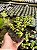 Portulacaria afra tricolor Pt11 - Imagem 1