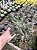 Echeveria Dark Vader Pt11 - Imagem 2