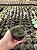 Ouriço - Sinocrassula yunnanensis Pt11 - Imagem 1