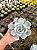 Echeveria lia Pt11 - Imagem 1
