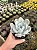 Echeveria lia Pt11 - Imagem 2